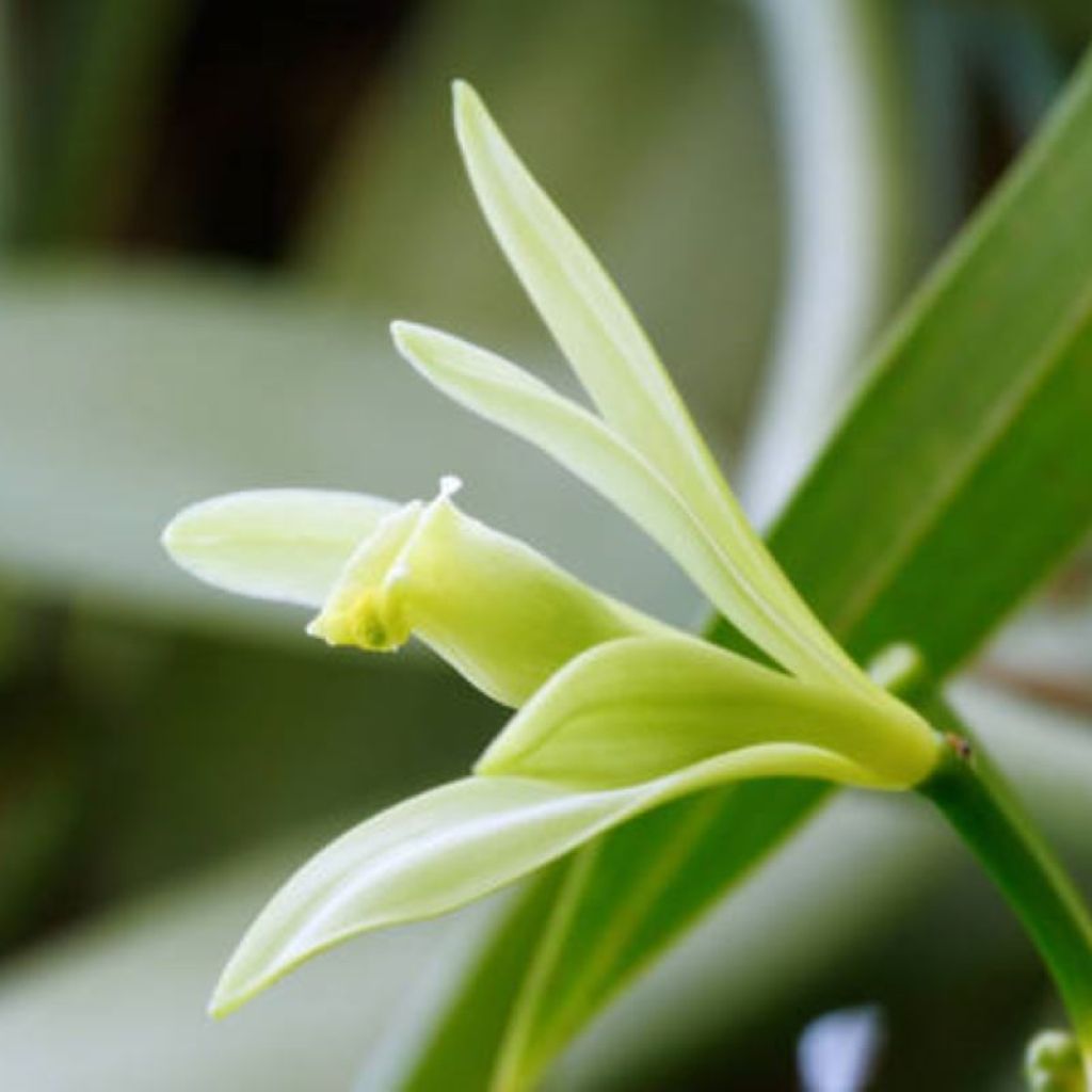 A vanilla flower