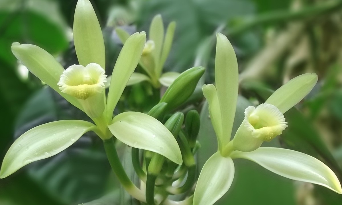 Vanilla flowers