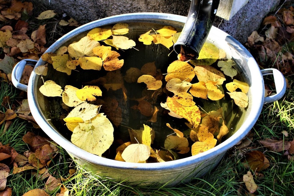 A rain gutter draining into a silver bucket full of water and yellow leaves