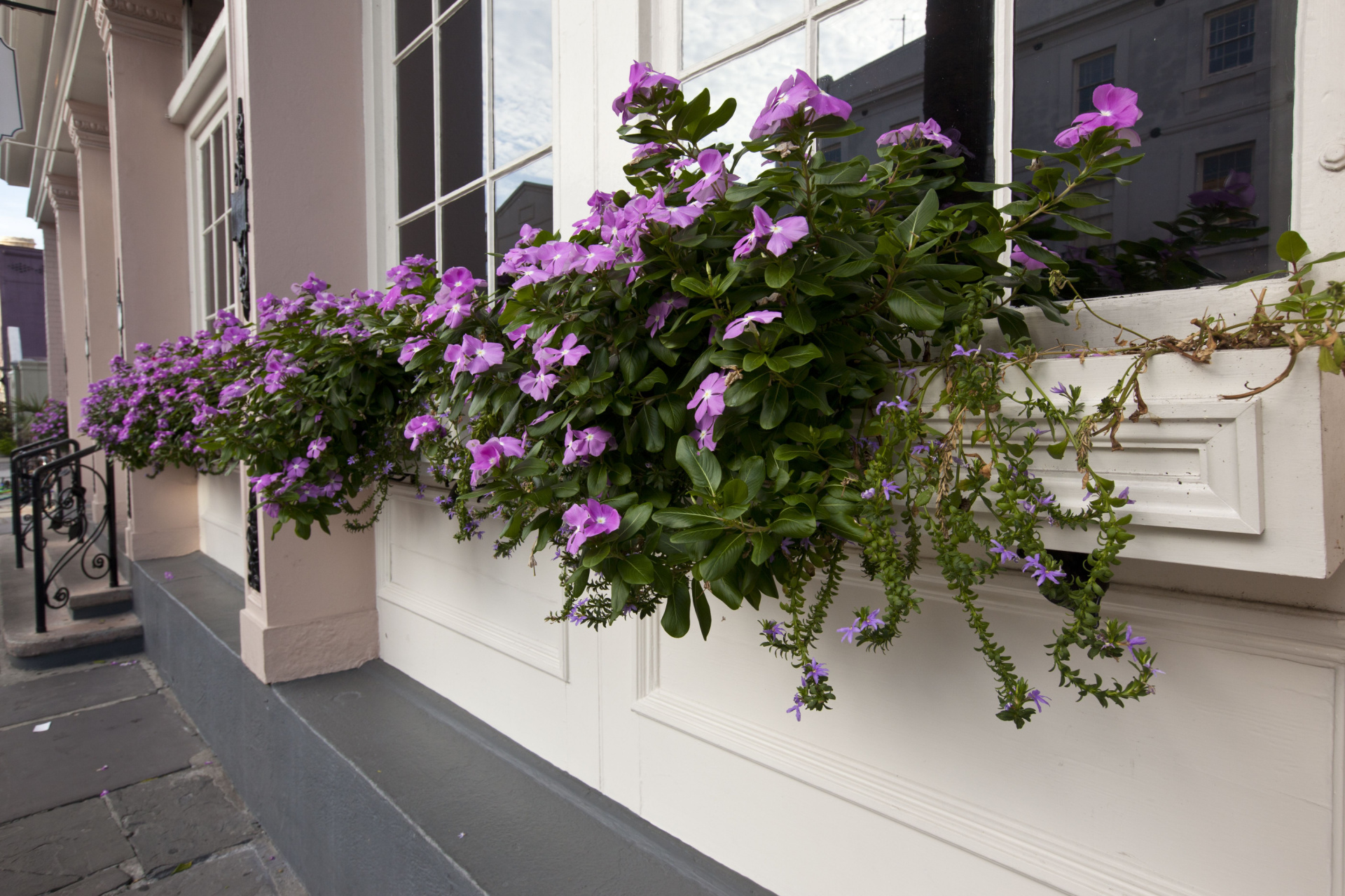 Impatiens in window box