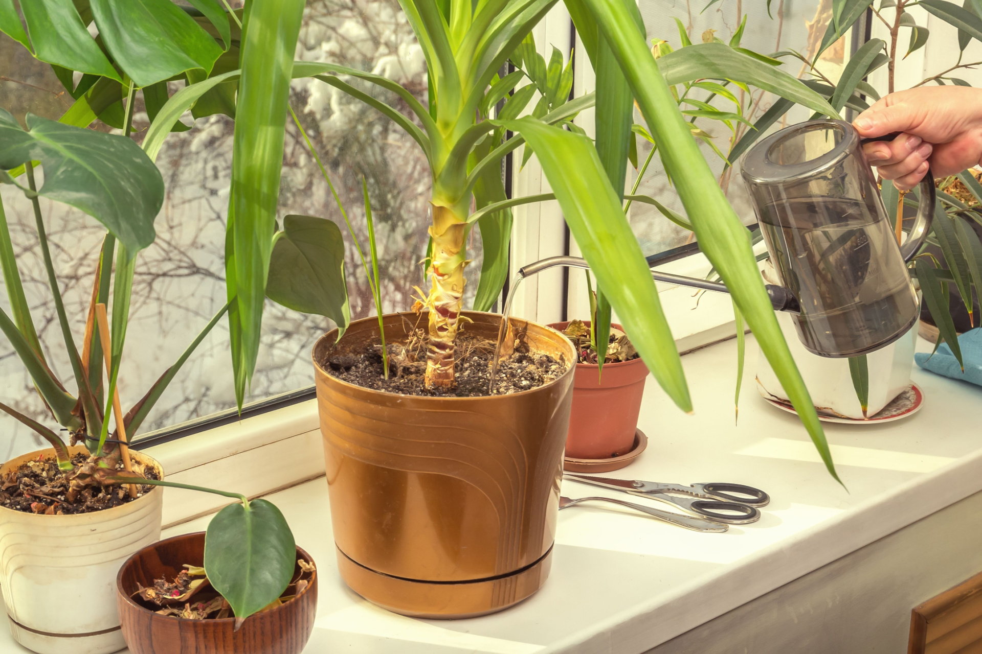 Watering yucca by window