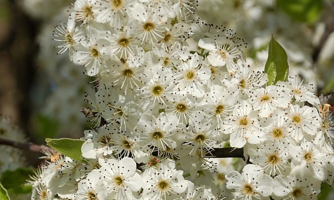 A cluster of Bradford pear tree flowers on a branch