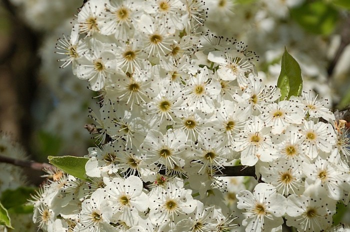 A cluster of Bradford pear tree flowers on a branch