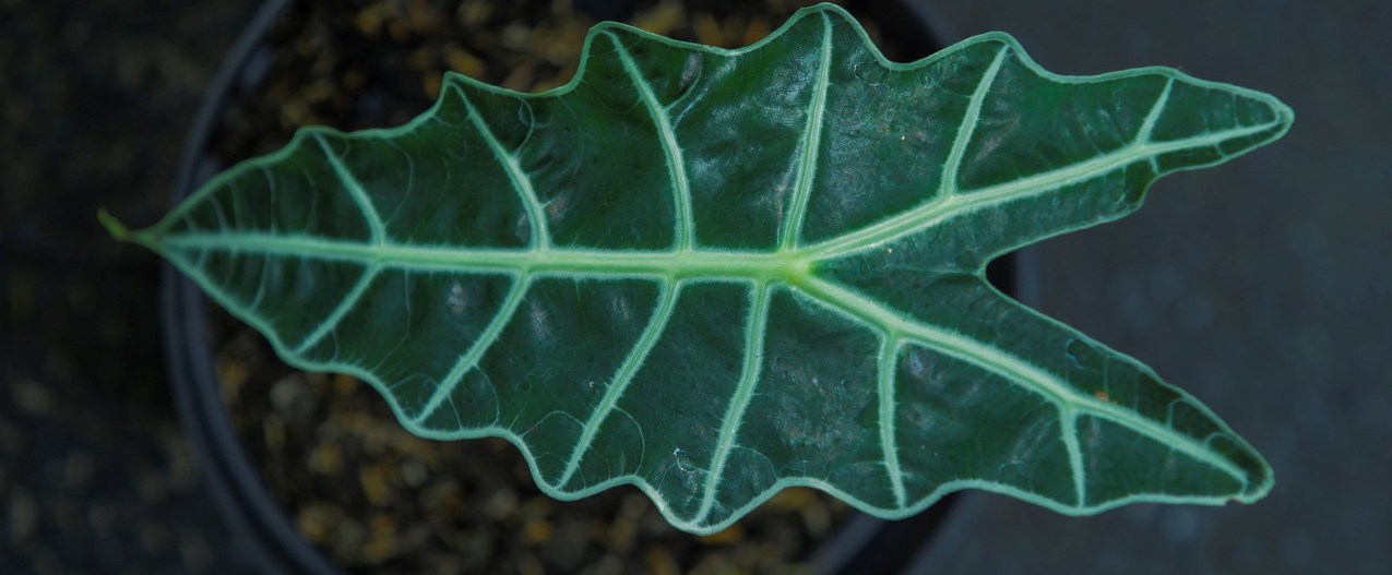 An alocasia leaf