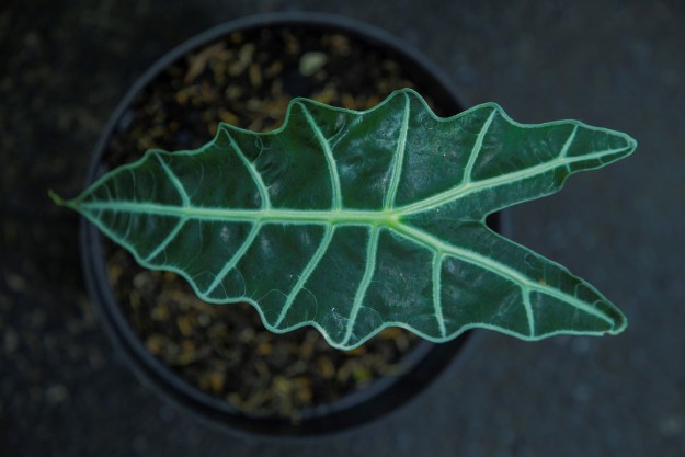 An alocasia leaf