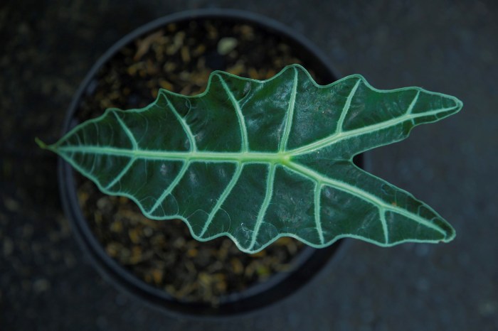 An alocasia leaf