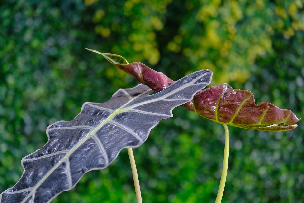 A pair of Alocasia leaves