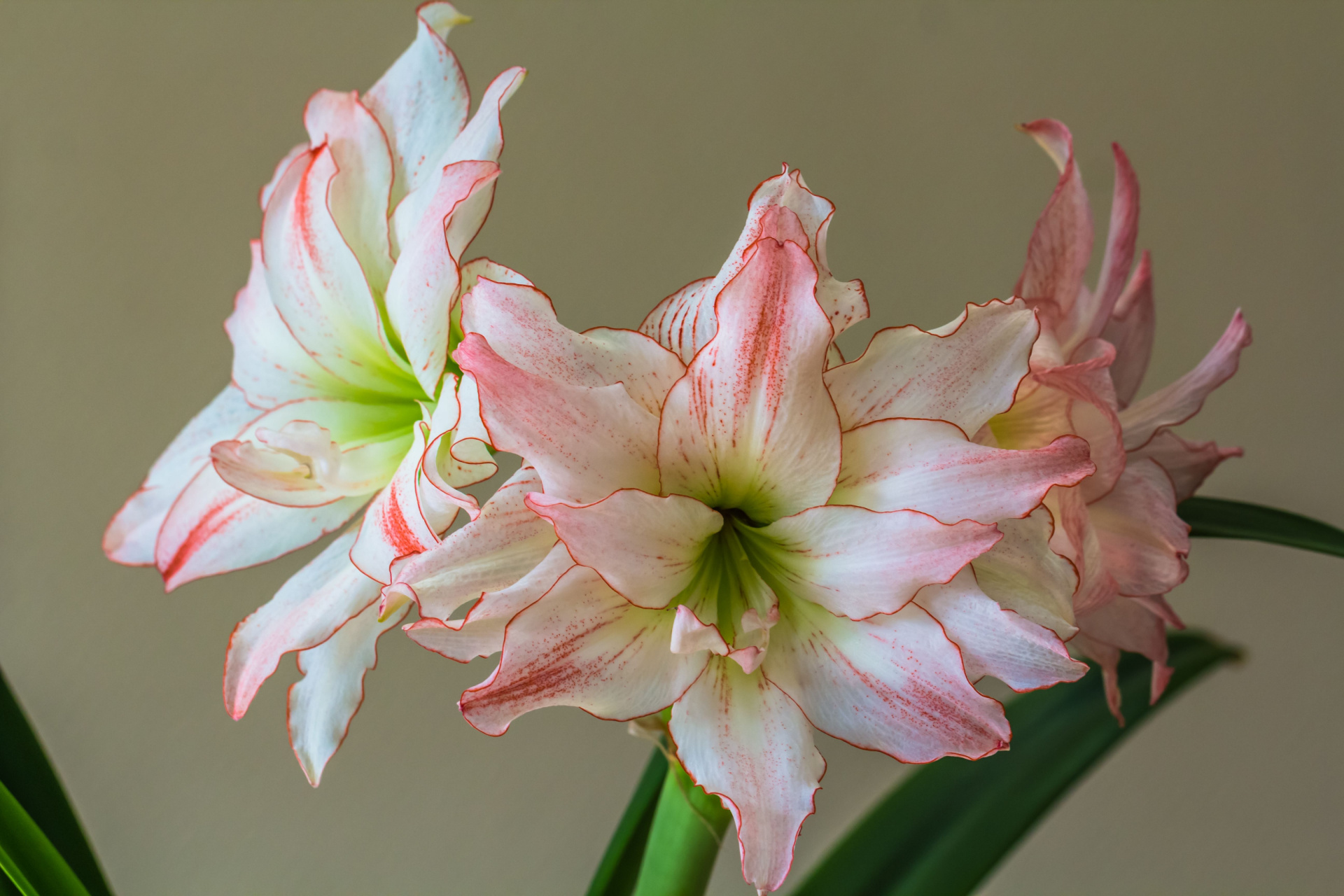 Amaryllis Aphrodite with faint red stripes on white
