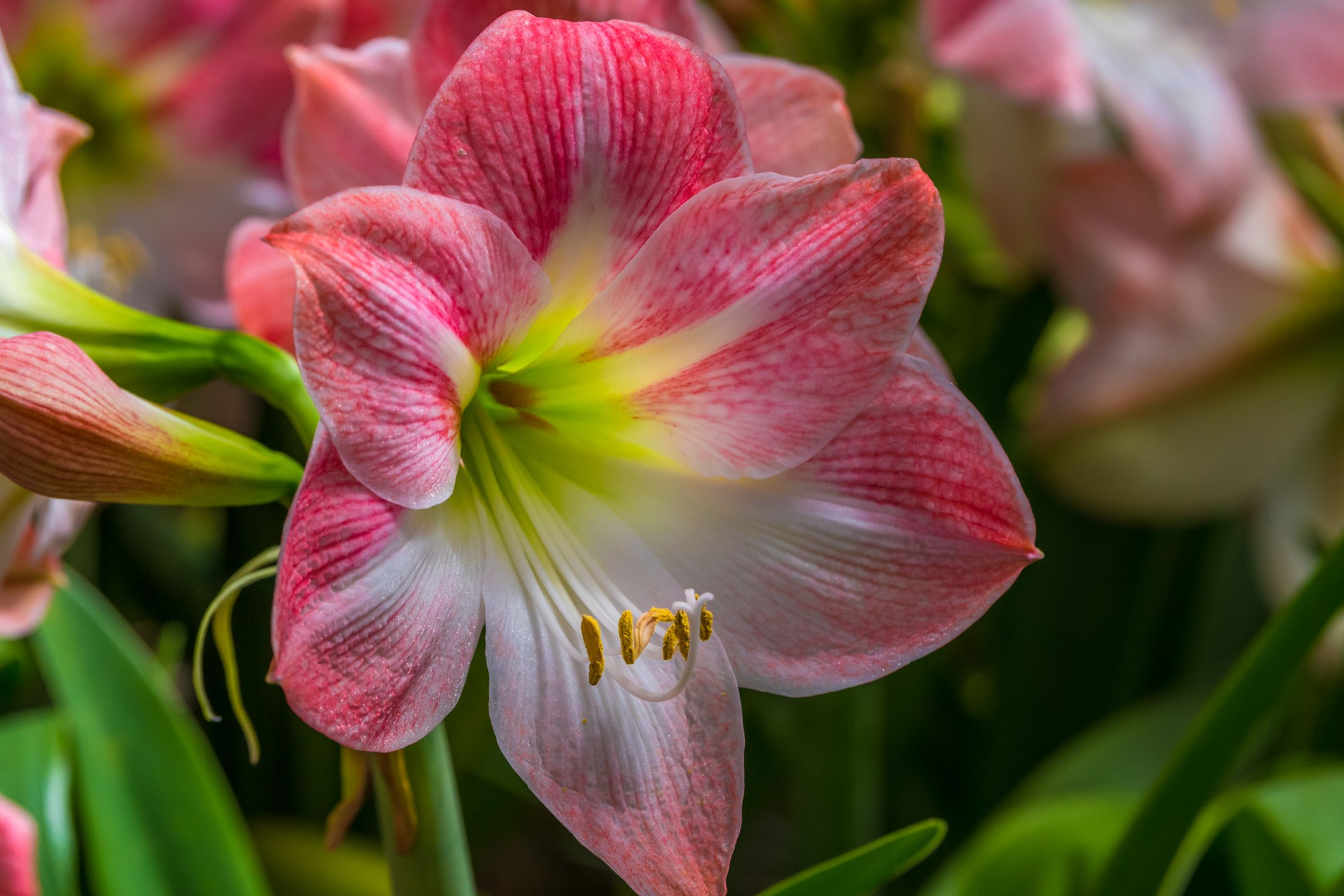 Pink amaryllis