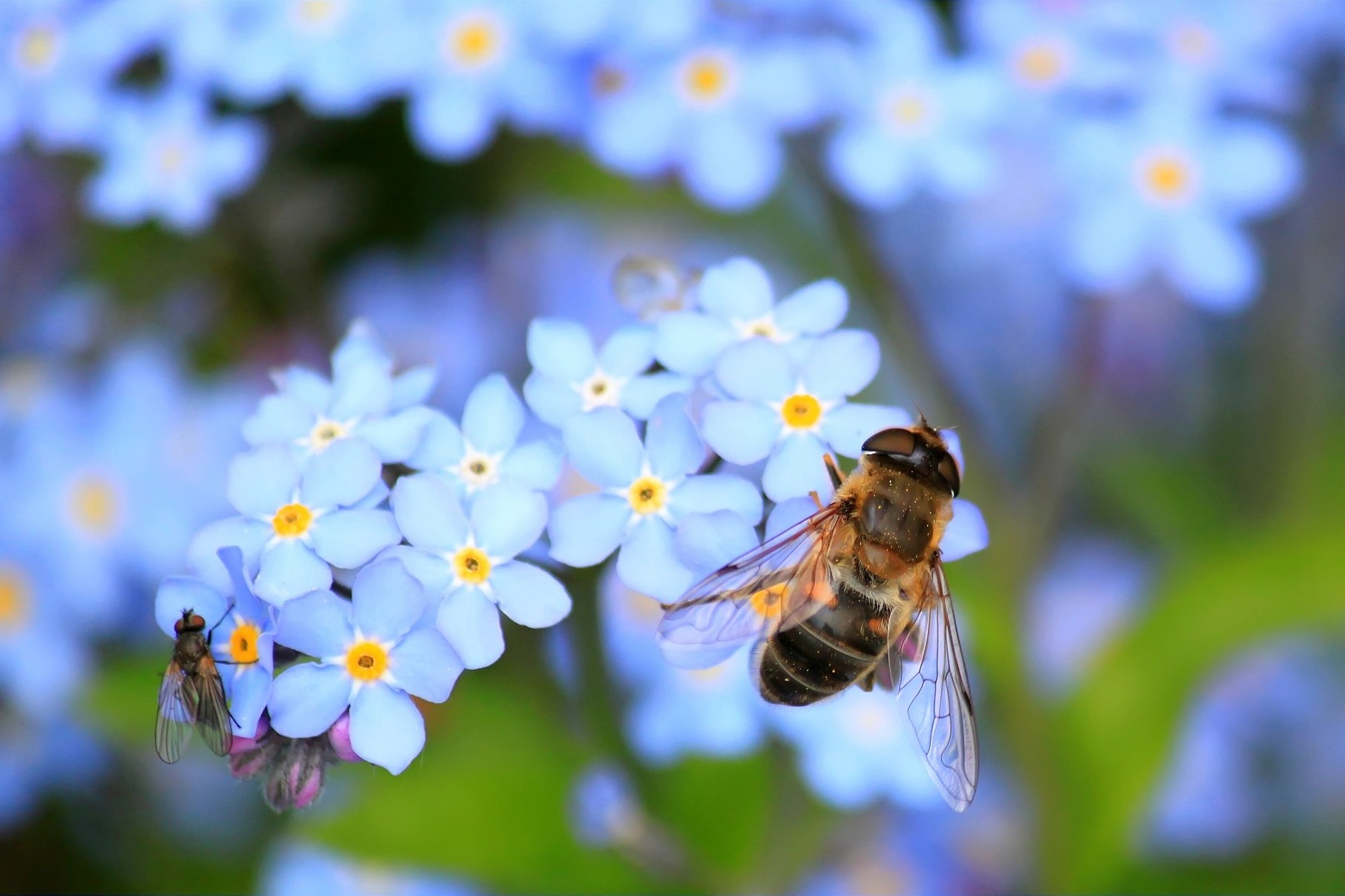 A bumble bee on blue forget-me-not flowers