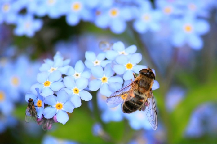 A bumble bee on blue forget-me-not flowers