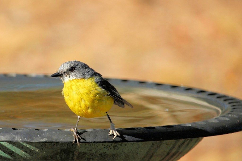 A black and yellow bird at the edge of a birdbath