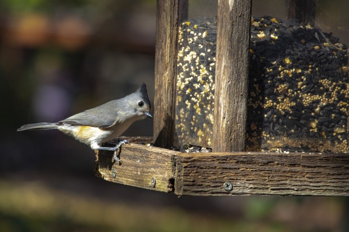 Gray songbird at wooden bird feeder full of seeds