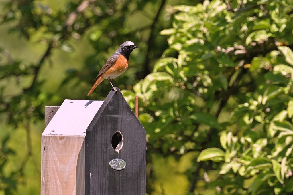 A black and red bird sitting on top of a wooden birdhouse