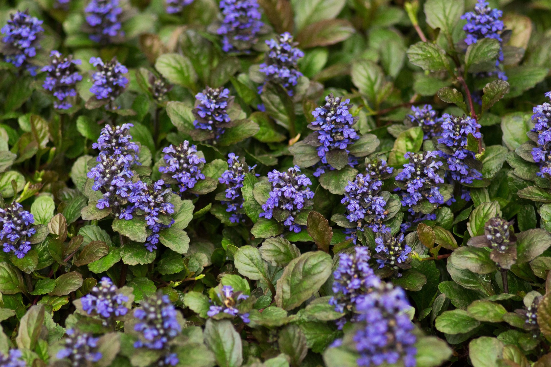 Bugleweed