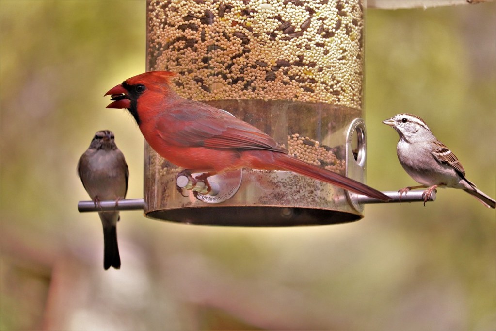 Male cardinal and two smaller birds at a bird feeder full of seeds