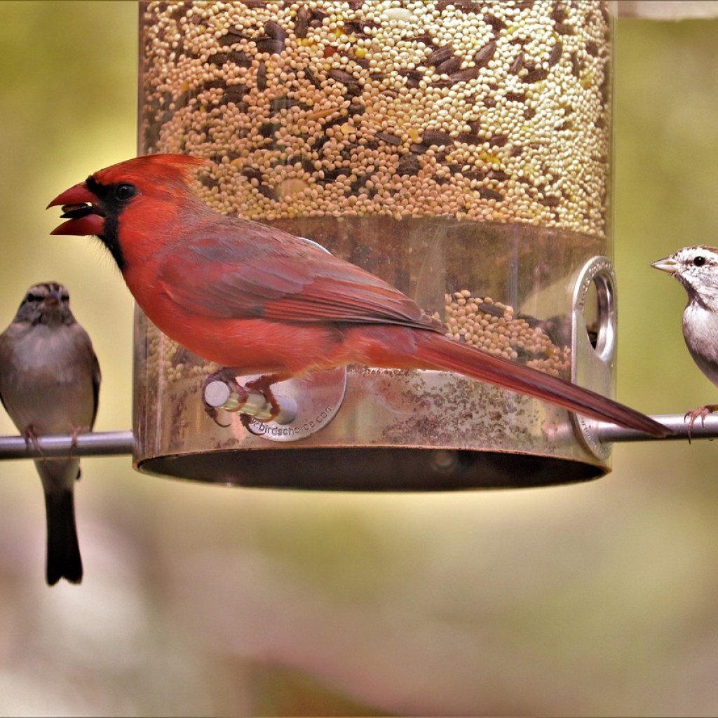 Male cardinal and two smaller birds at a bird feeder full of seeds