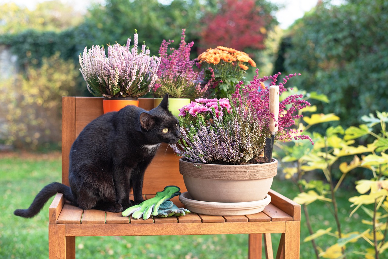 A black cat sniffing potted plants outdoors