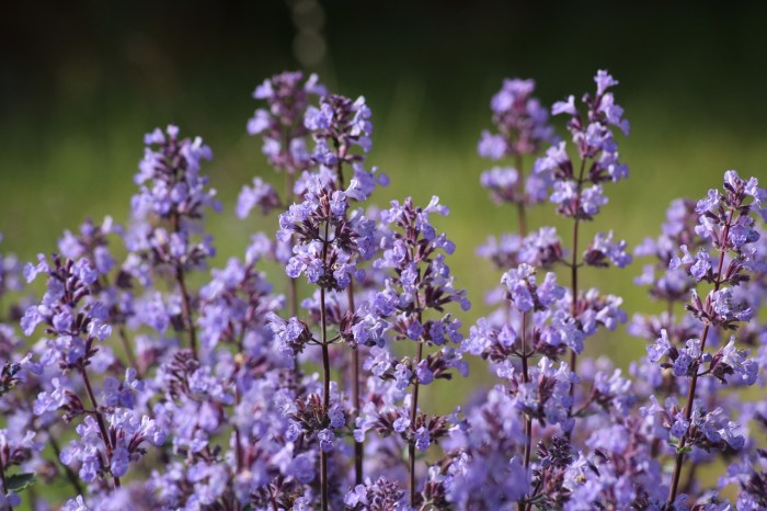 Nepeta catmint flowers