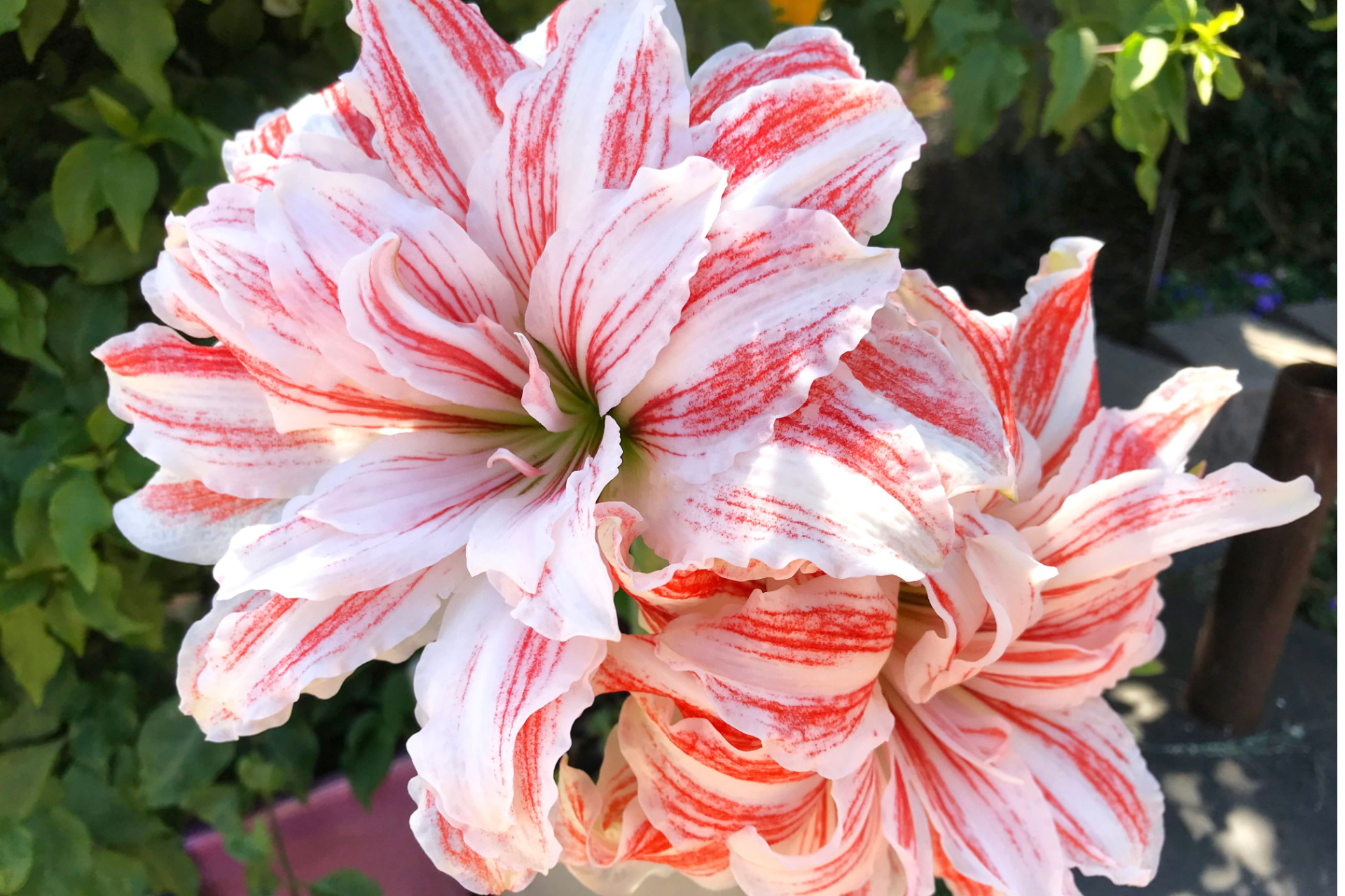 Red stripes on white Dancing Queen amaryllis