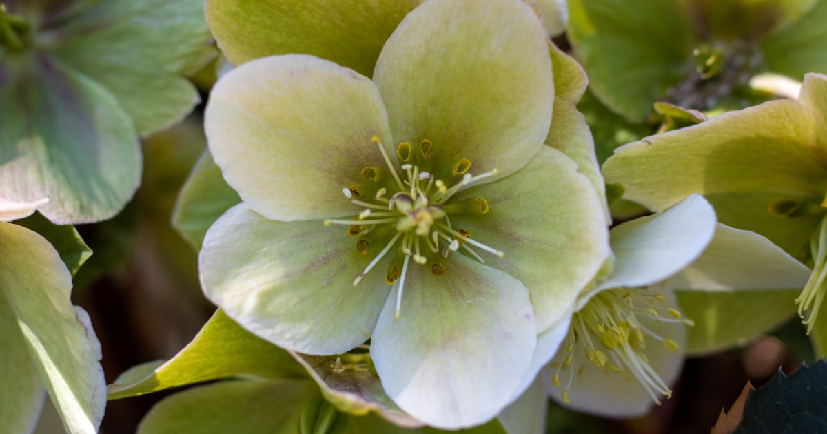 5 Stunning Lenten Rose Varieties to Add to Your Garden HappySprout