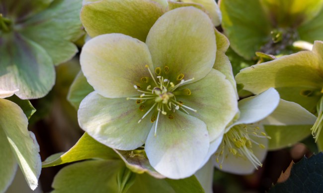 White hellebore flowers
