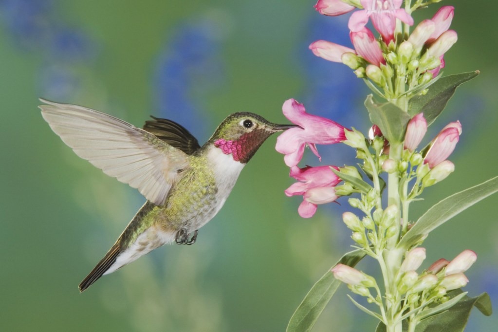 Hummingbird feeding on beardtongue flower