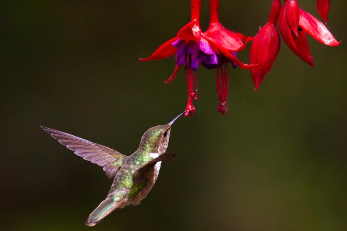 Hummingbird feeding on fuchsia