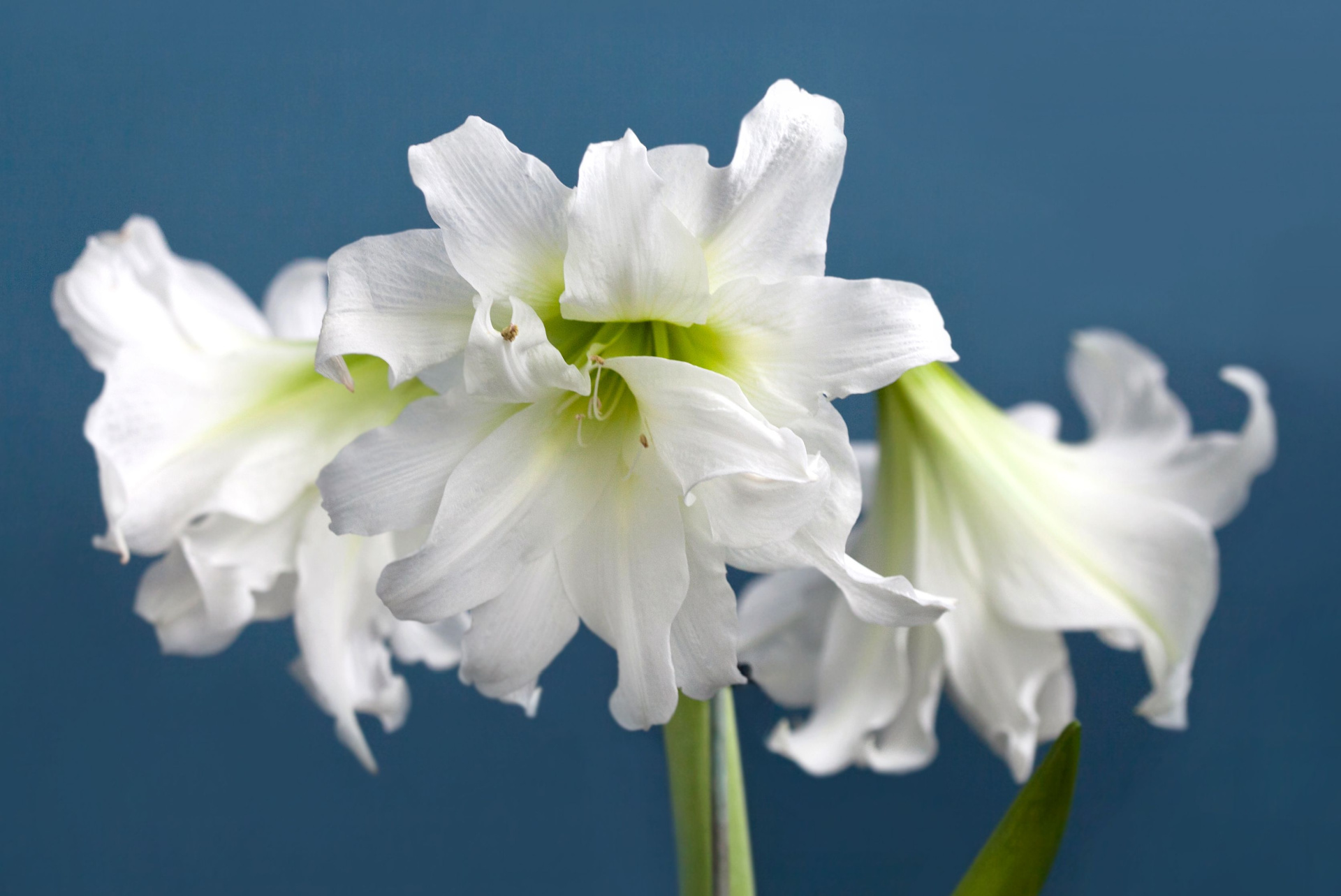 White amaryllis