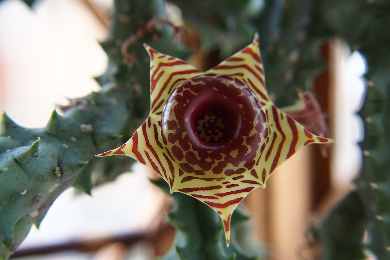 A lifesaver plant flower