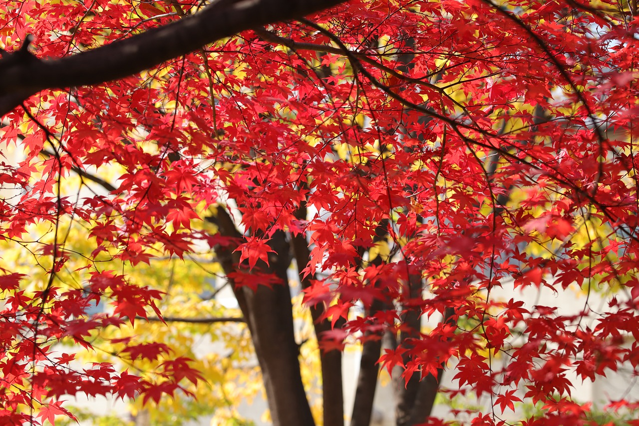 Maple tree with red leaves