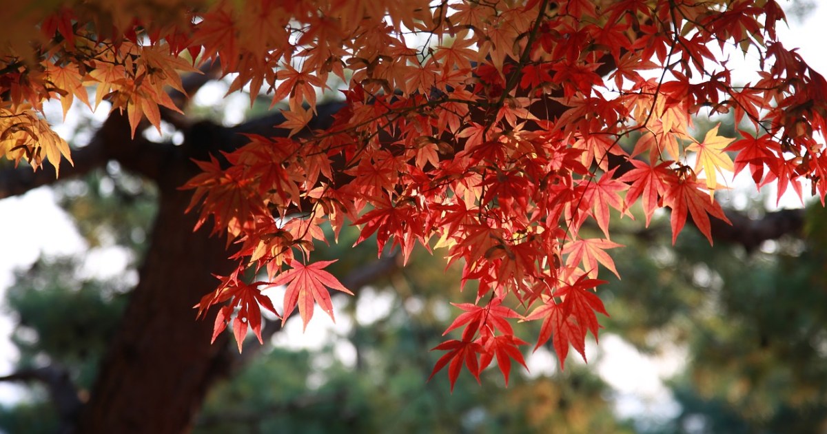 How to Plant an Autumn Blaze Maple Tree in Your Garden HappySprout