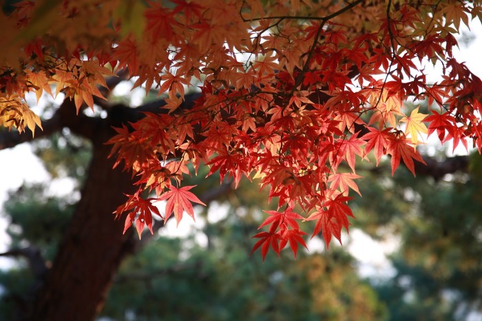 A large maple tree with red leaves
