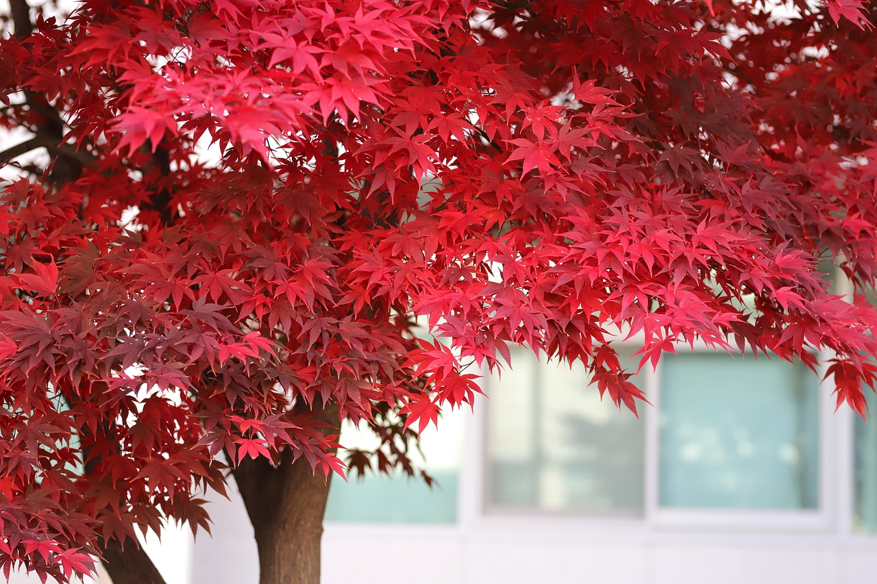 Maple trees with red leaves in front of a building