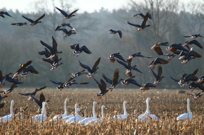 Migrating bird flocks