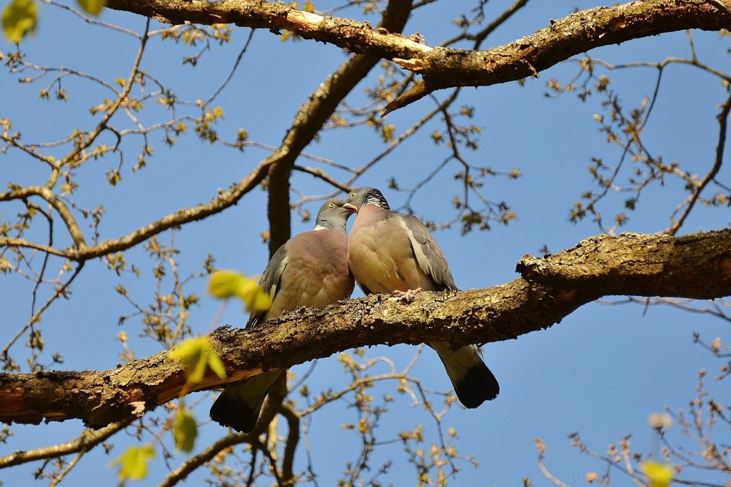 A pair of pigeons in a tree