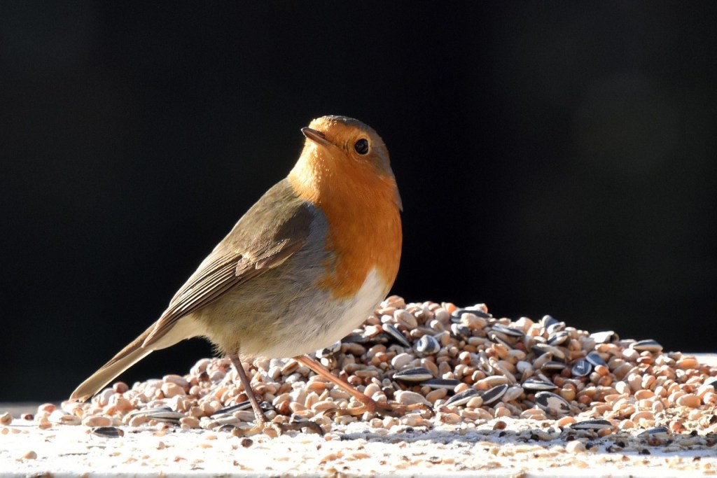 A robin standing in front of a pile of seeds