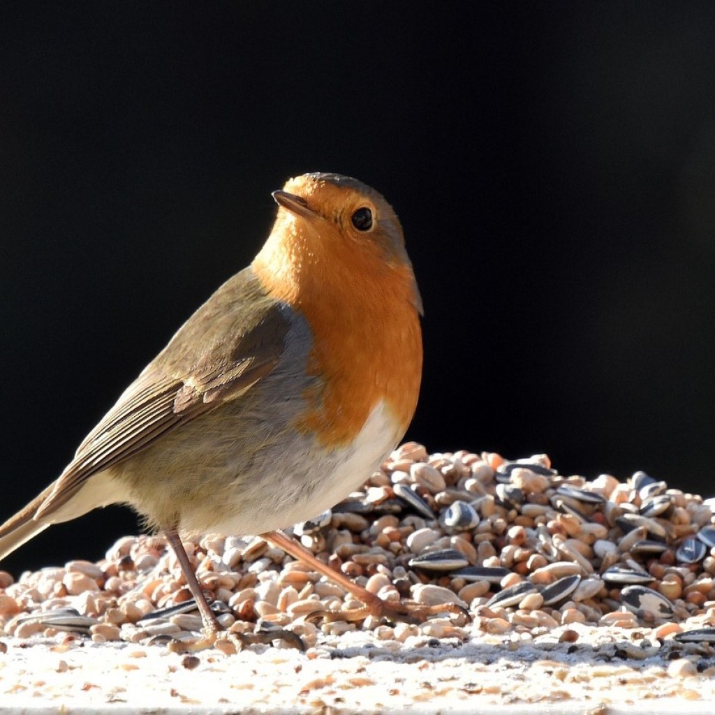 A robin standing in front of a pile of seeds