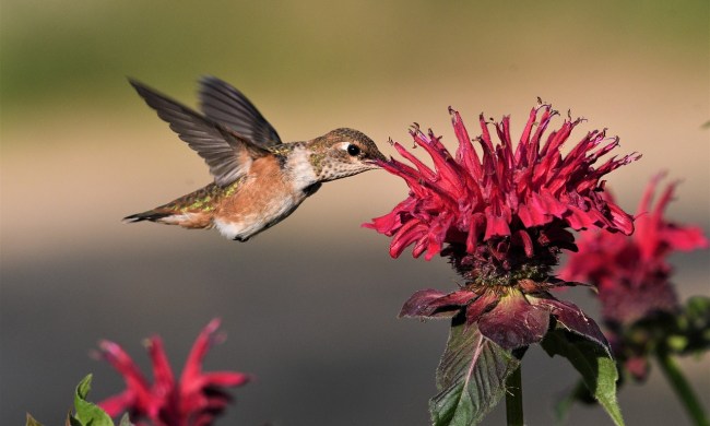 Female rufous hummingbird visiting a pink flower