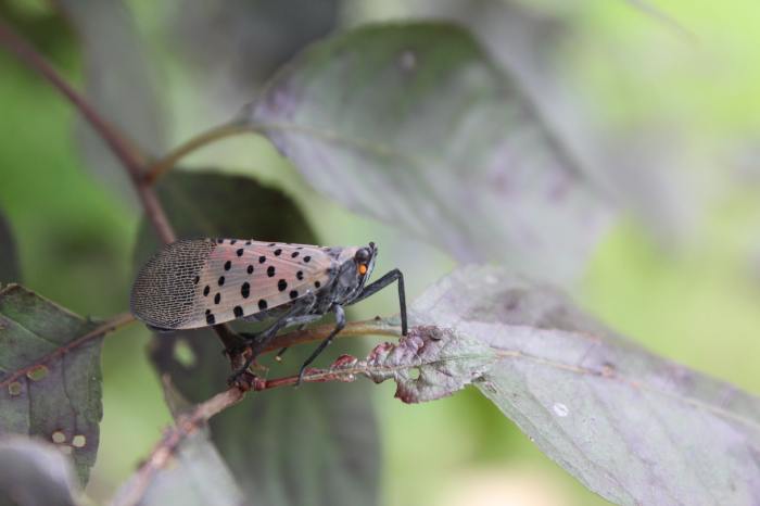 A spotted lanternfly