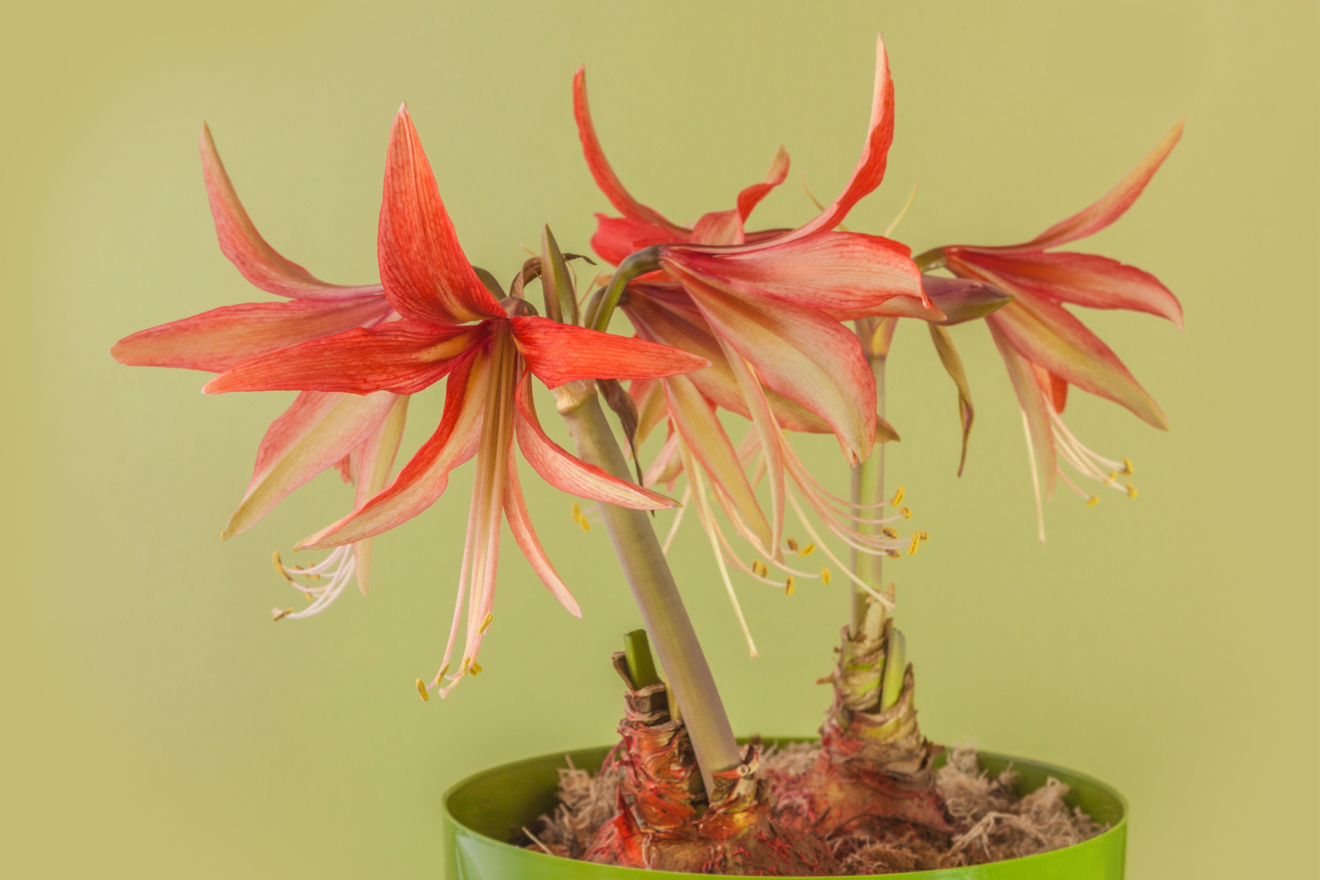 Orange Sumatra amaryllis