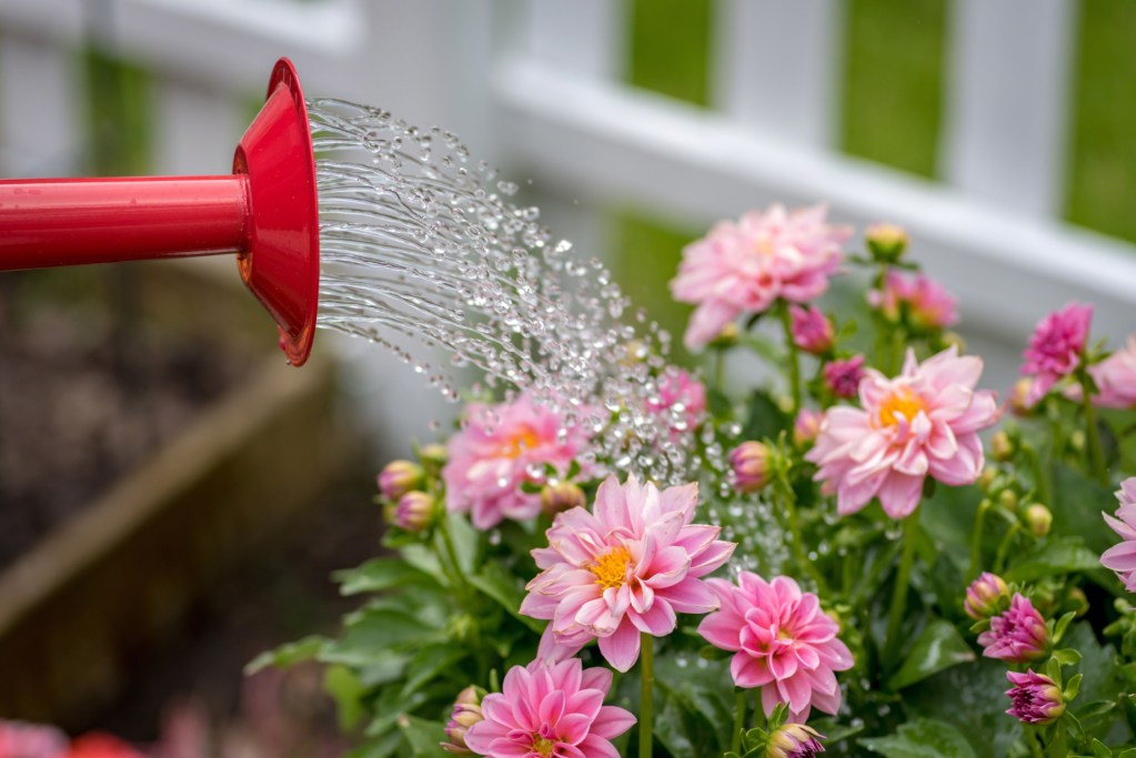 Pink dahlias being watered with a red watering can