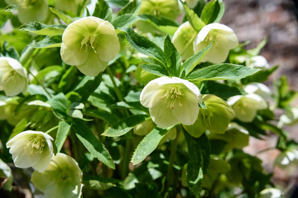 White hellebores