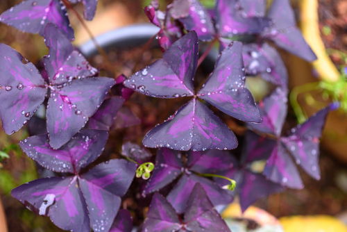 Oxalis triangularis close-up