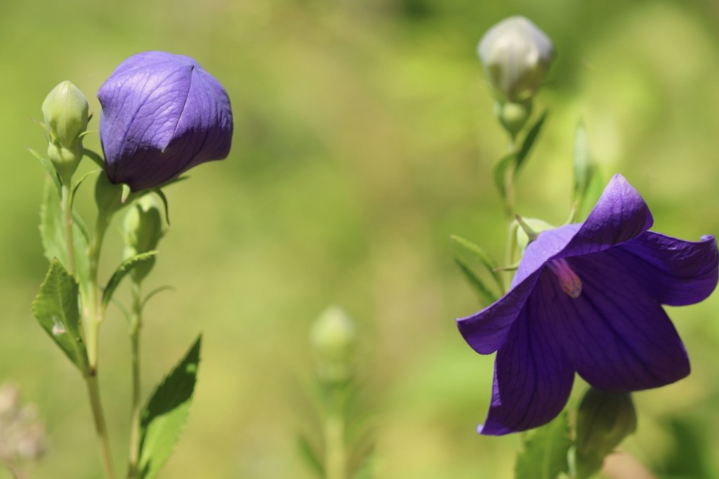 Purple balloon flowers