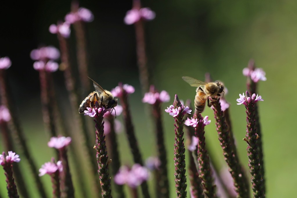 Bees pollinating Phyla nodiflora