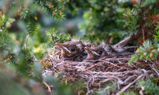 Several older bird chicks in a nest
