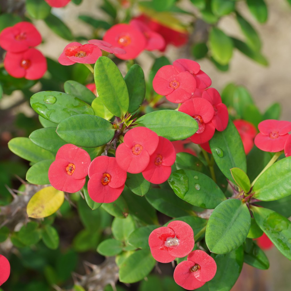 Crown of thorns with bright red bracts