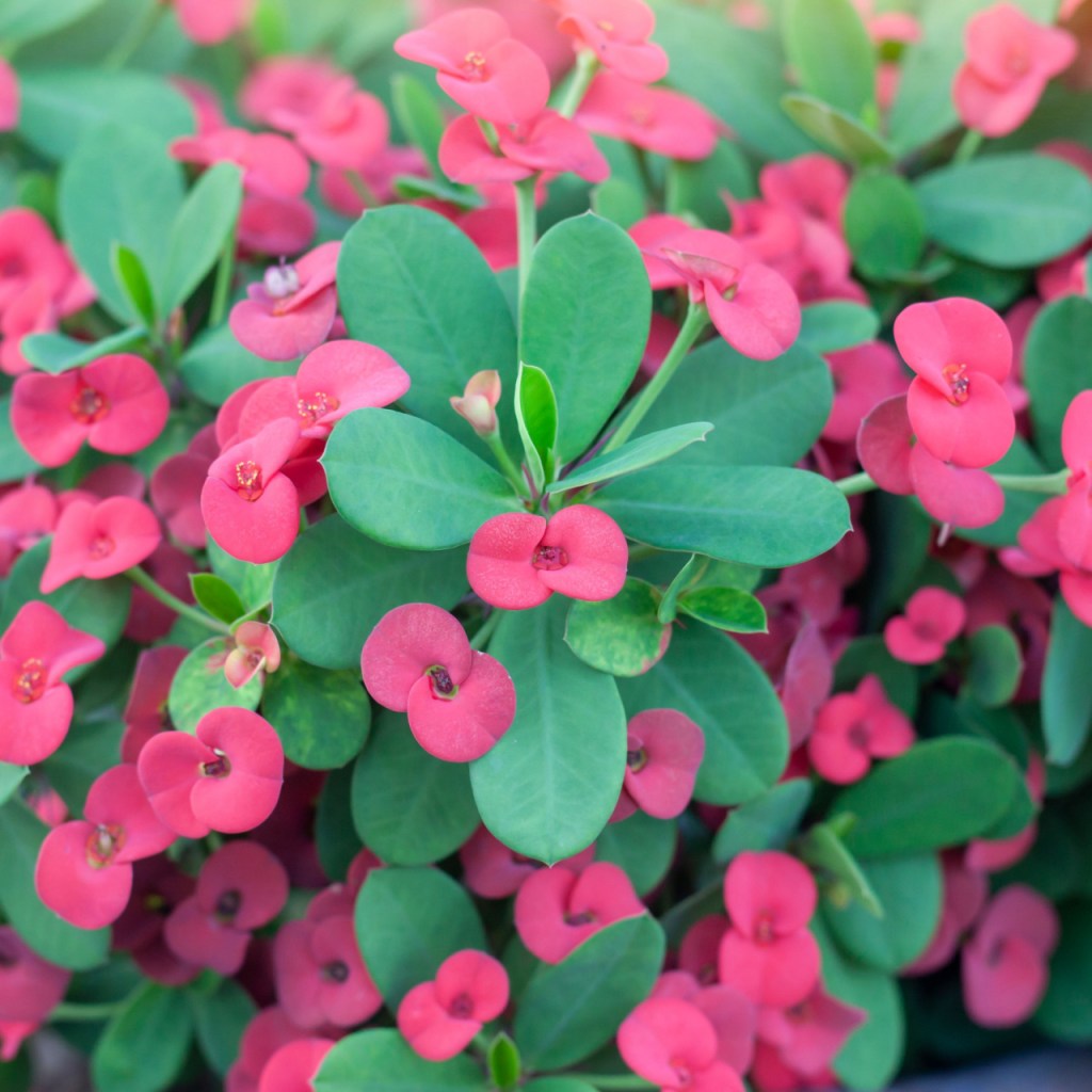 Crown of thorns with pink bracts