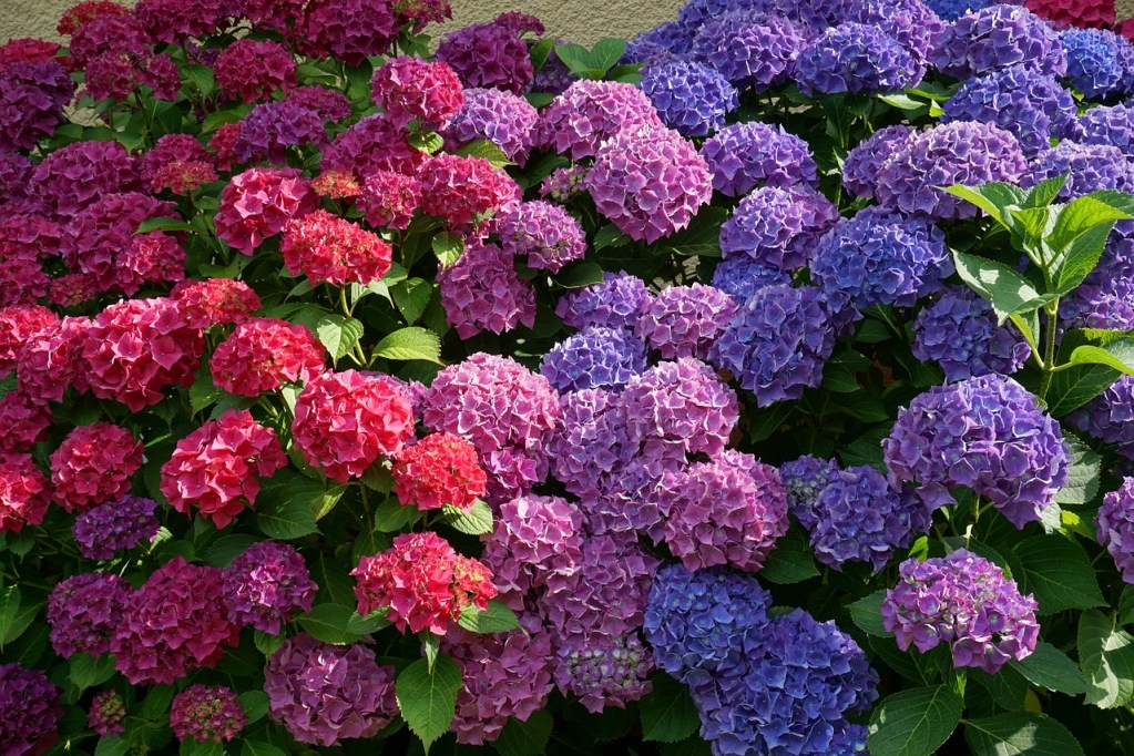 Blue, pink, and purple hydrangea flowers